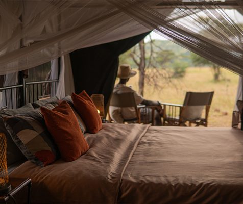 Intimate-Camp-Zebra3